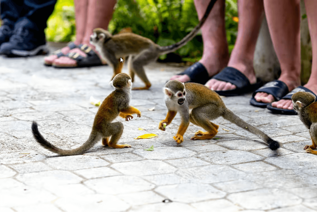 Punta Cana: Monkeyland Half-Day Safari and Plantation - Photo 5 (Gallery view)