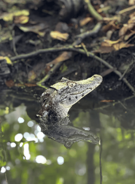 Tortuguero: Tour a los Canales en Parque Nacional Tortuguero - Photo 4 (Gallery view)