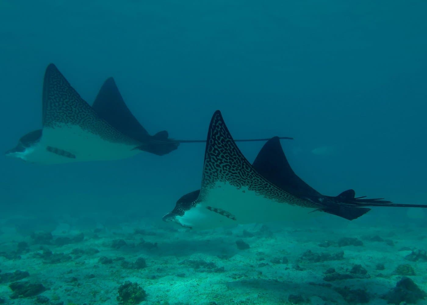 Day tour to Pinzón Island and La Fé/Palmitas Bay with snorkeling and fishing