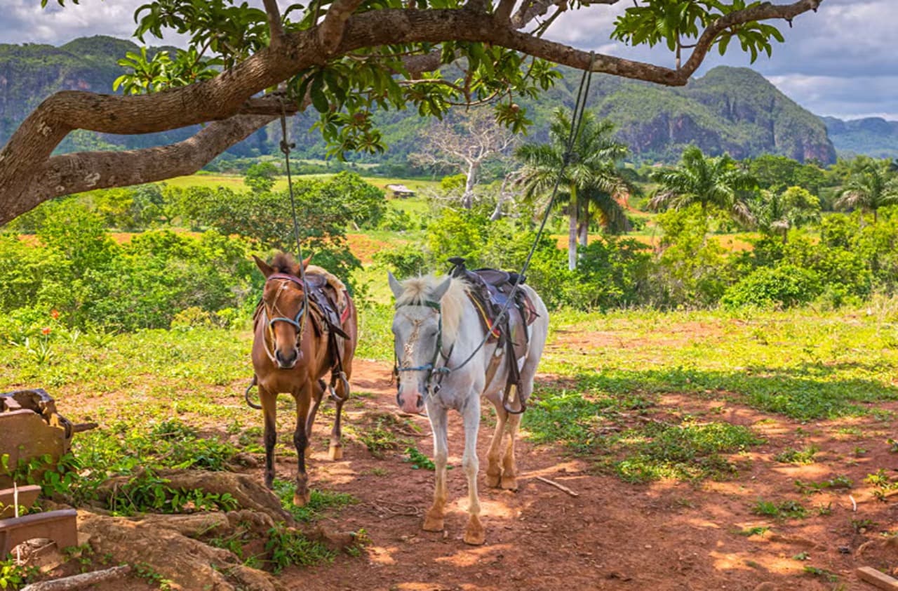 Viñales Valley Carriage Ride