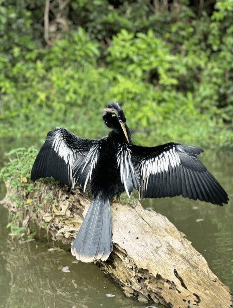 Tortuguero: Tour a los Canales en Parque Nacional Tortuguero - Photo 3 (Gallery view)