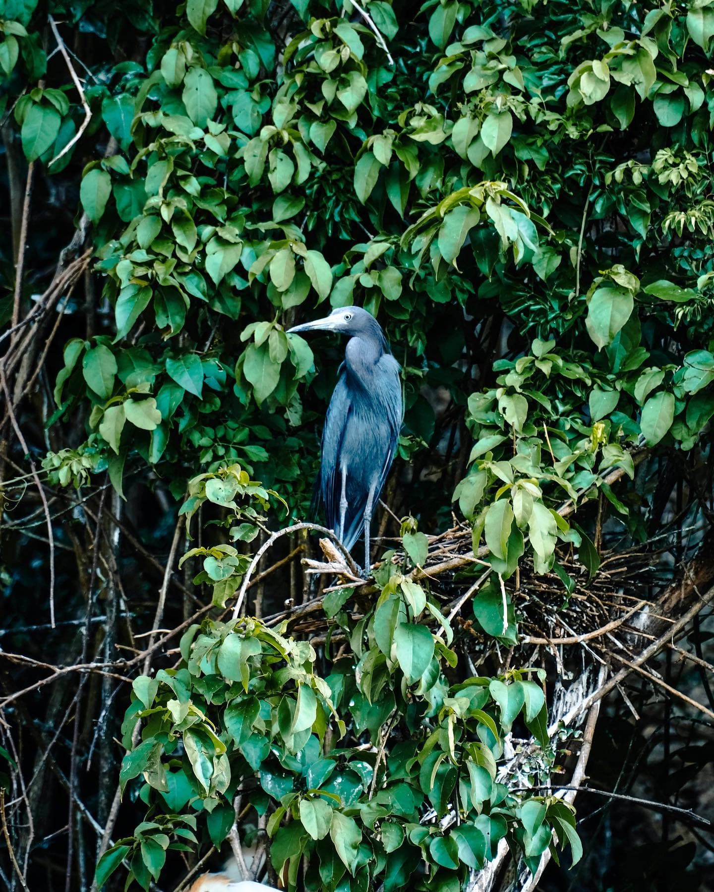 Los Haitises Tour from Las Terrenas & Bacardi Island (Cayo Levantado) - Photo 3 (Gallery view)
