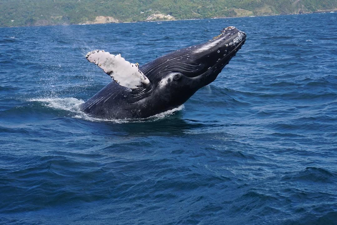 Avistamiento de ballenas desde Bayahibe: guía turístico de medio día - Photo 5 (Gallery view)