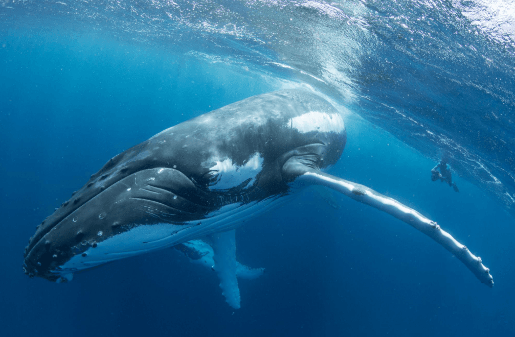 Come gli scienziati confrontano i canti delle balene nelle stagioni riproduttive