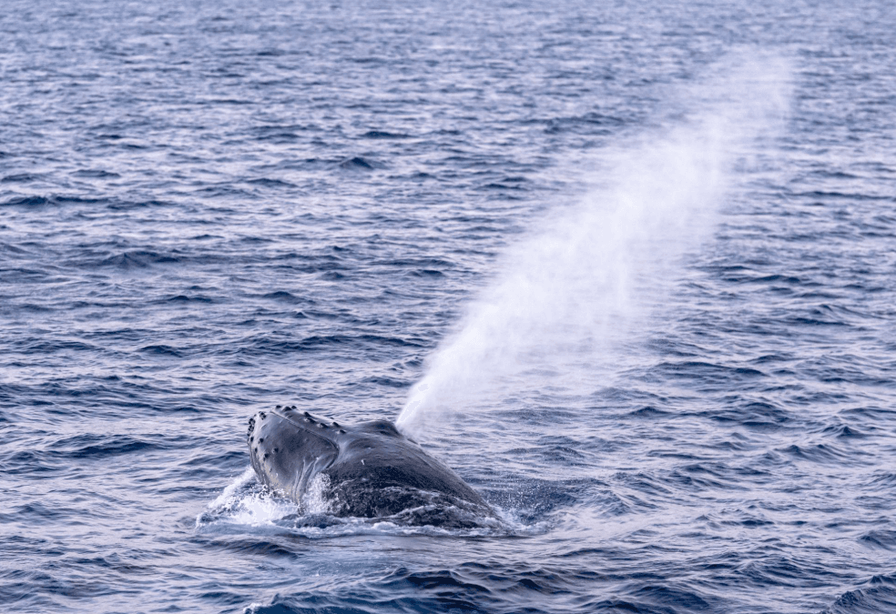 Come respirano le megattere mentre riposano nella baia di Samaná