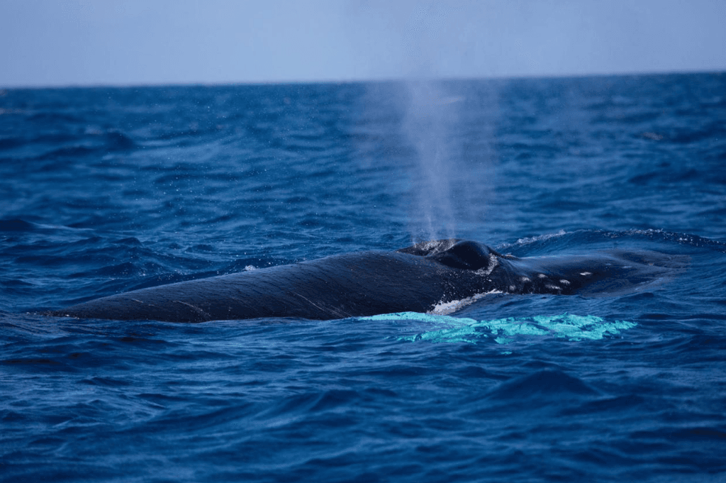 Cómo los científicos rastrean la dirección del nado de las ballenas en la Bahía de Samaná