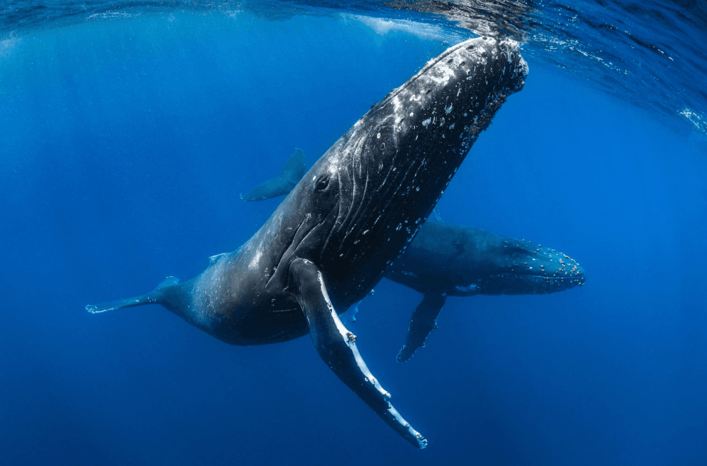 Come gli scienziati identificano le singole megattere che cantano