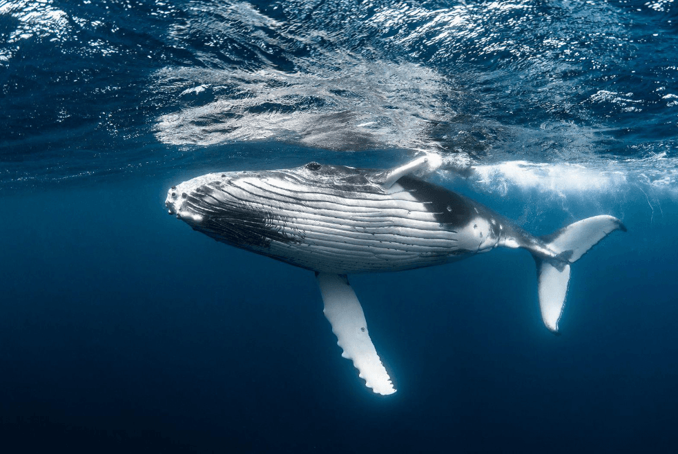 Come gli scienziati stimano la profondità delle megattere