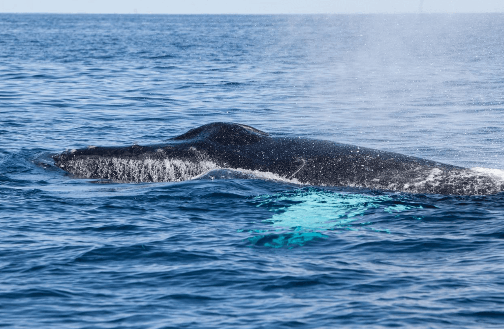 Come gli scienziati studiano i richiami delle balene nella baia di Samaná
