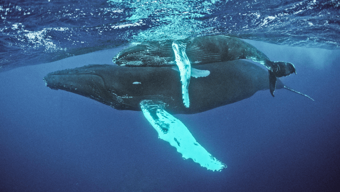 Come le megattere cambiano rotta nella baia di Samaná