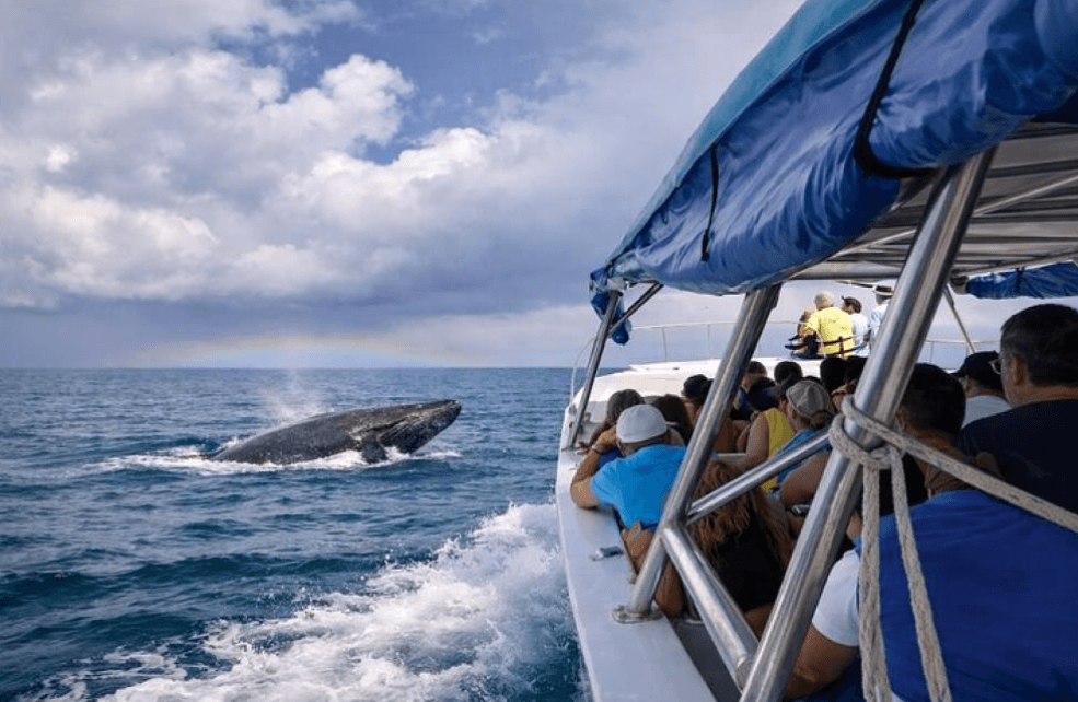 Viaggio naturalistico a Samaná: una guida alla pianificazione del viaggio di più giorni