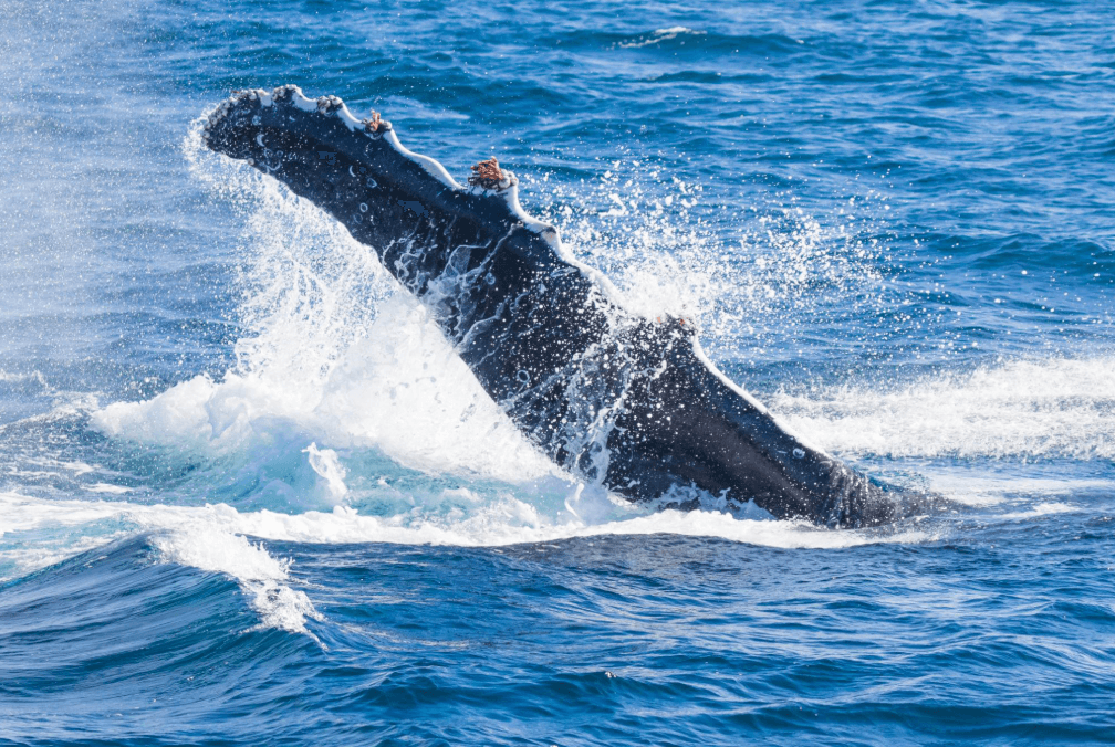 ¿No se ven ballenas en Samaná? Lo que los viajeros deben saber