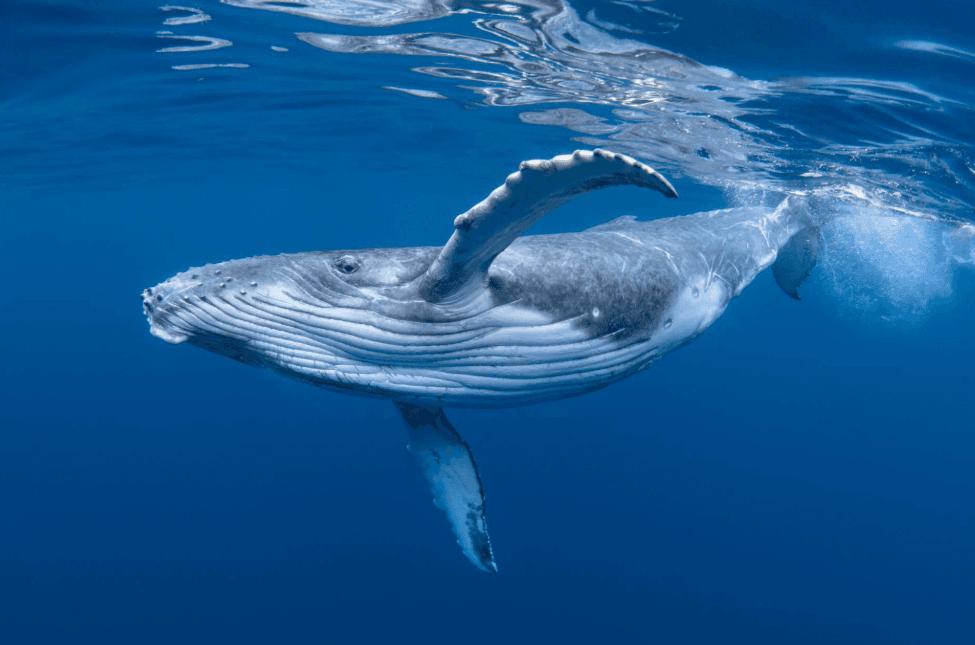 Perché l'oceano sembra argentato durante l'osservazione delle balene nella baia di Samaná?