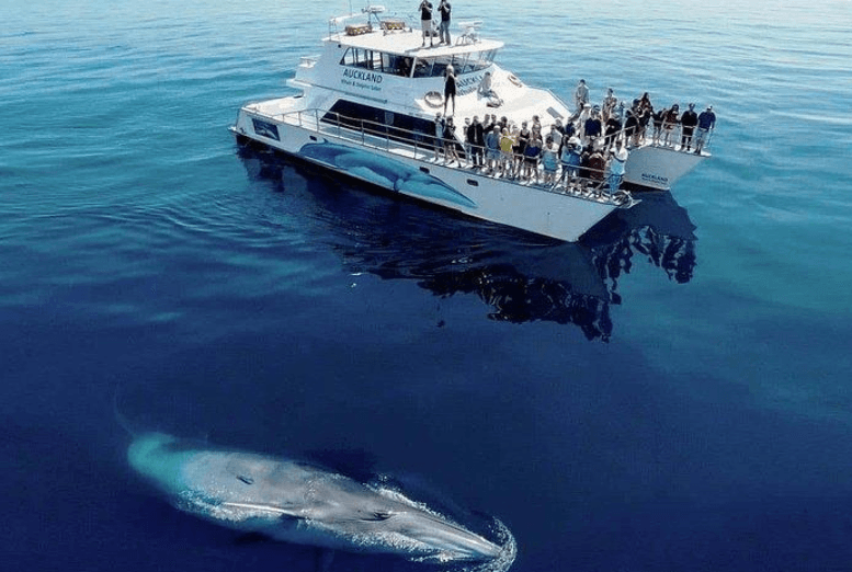 Cómo estiman los científicos la esperanza de vida de las ballenas jorobadas