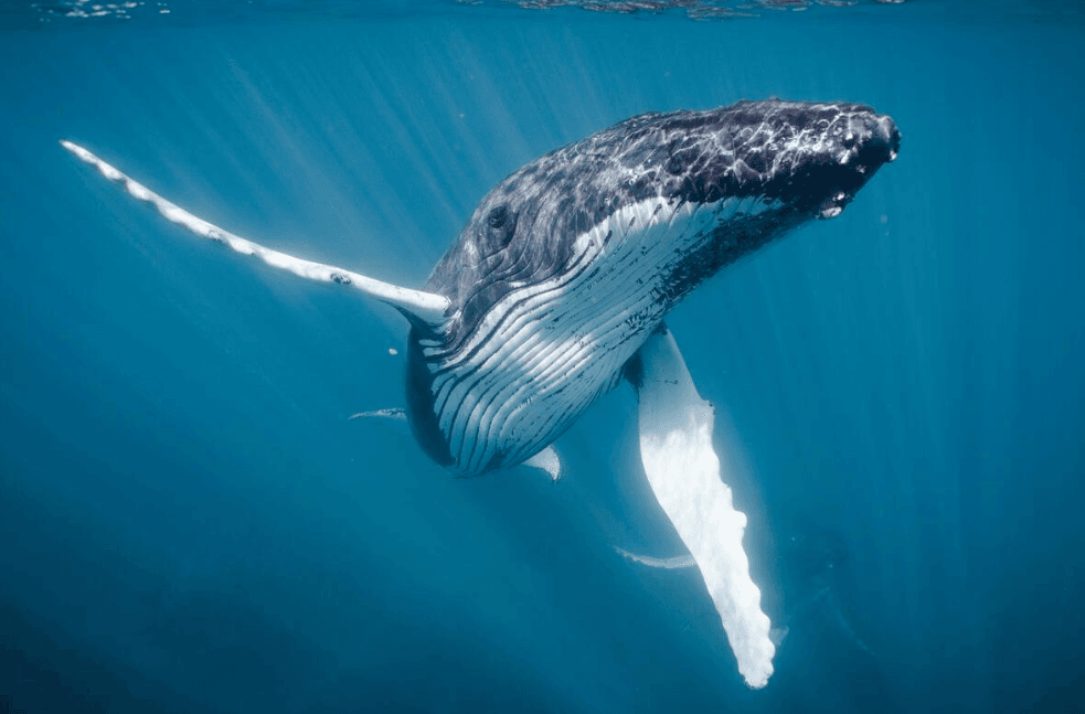 Cómo identificar el comportamiento alimentario de las ballenas jorobadas en la Bahía de Samaná
