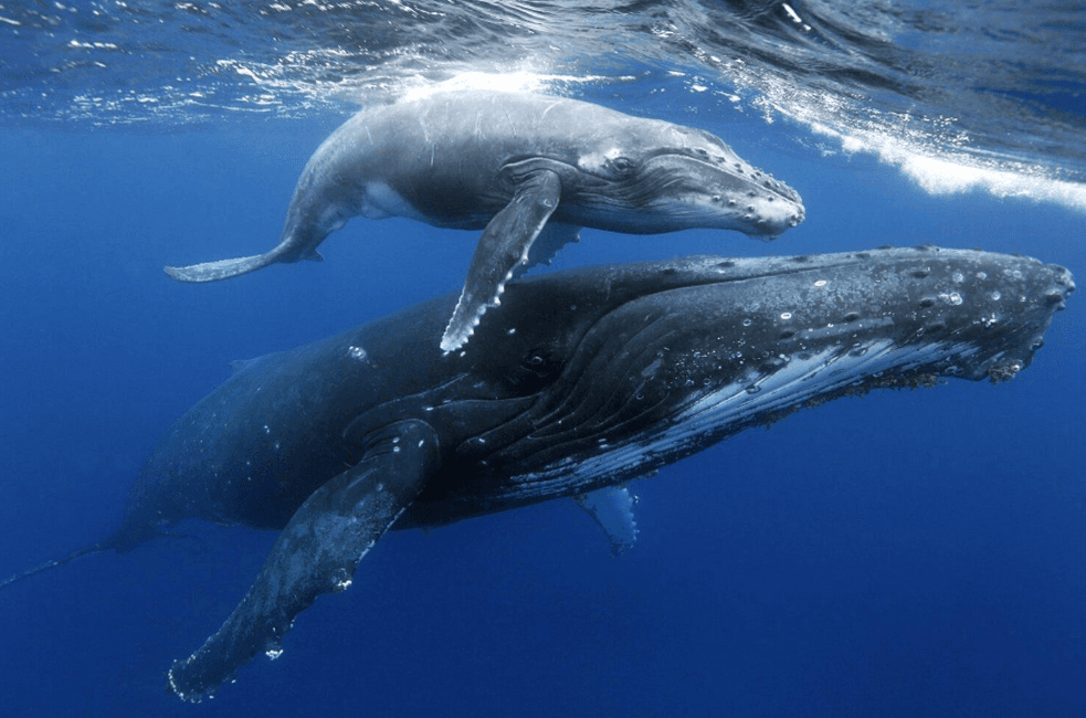Come gli scienziati identificano il canto delle megattere sott'acqua