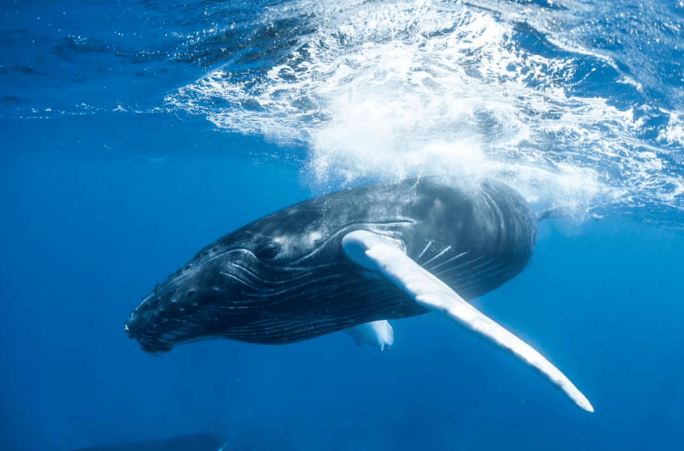 Samaná Whale Watching con bambini: guida alla prenotazione per famiglie