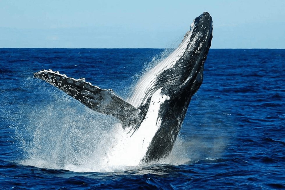 Quanto velocemente nuotano le megattere sott'acqua?