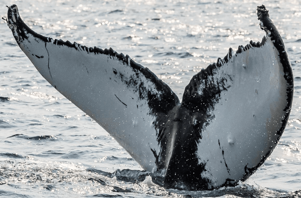 Cómo elegir un tour responsable de avistamiento de ballenas en Samaná