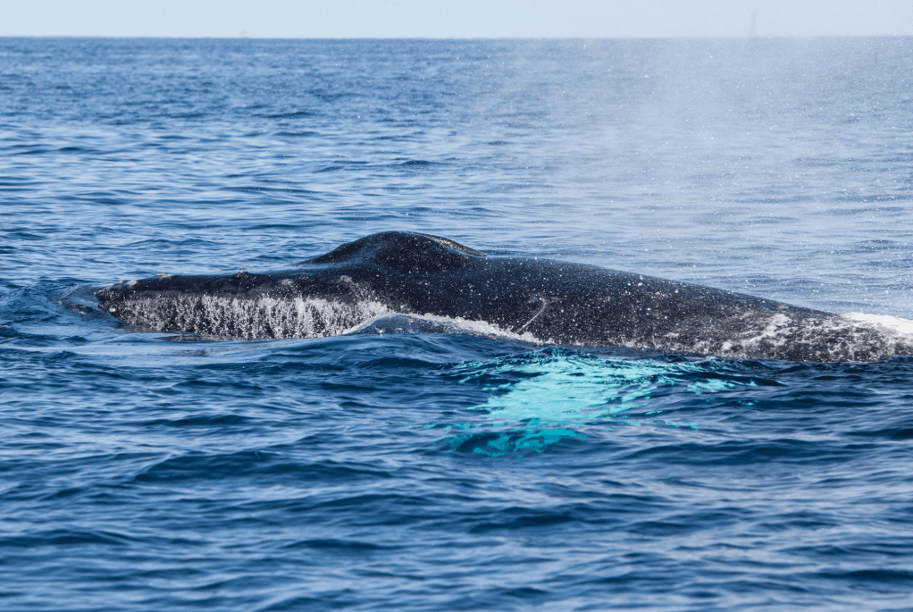 Perché le megattere emergono da diverse angolazioni