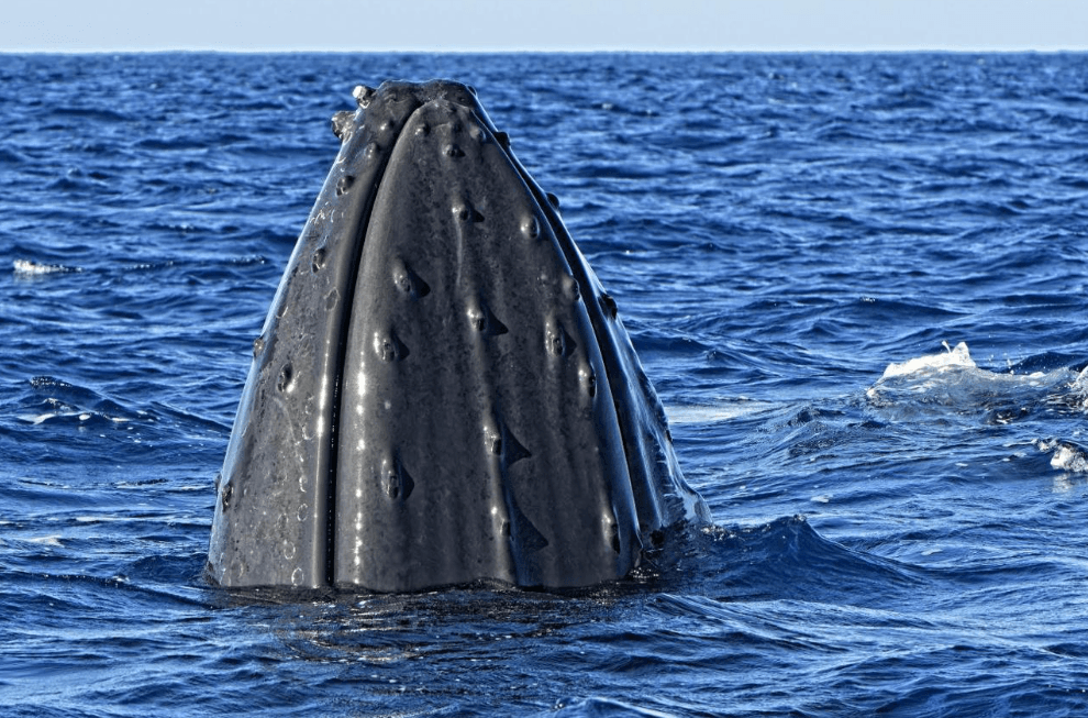 Perché le balene megattere hanno schemi di soffiaggio diversi?