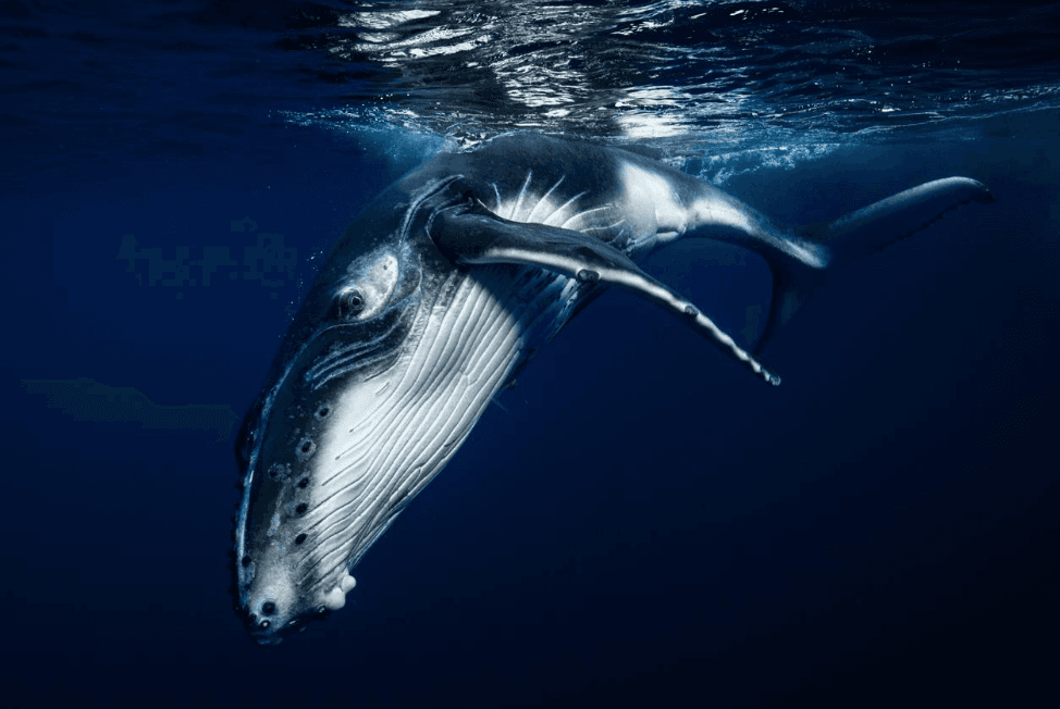 Perché le megattere emergono in luoghi inaspettati