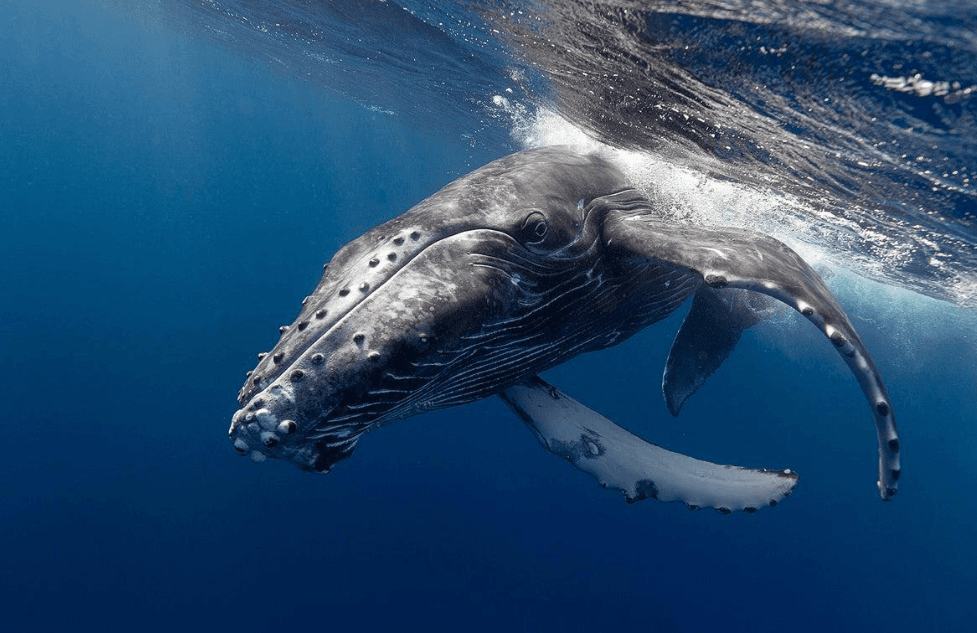 Cómo las condiciones del océano afectan los avistamientos de ballenas en la Bahía de Samaná