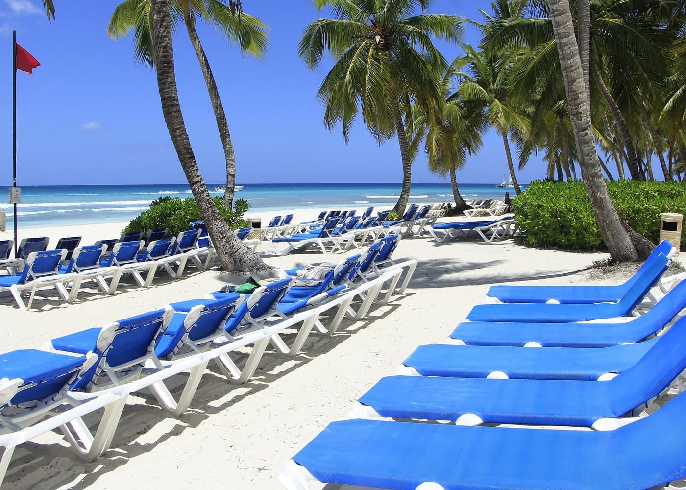 Saona Island Wildlife: Animals & Responsible Viewing