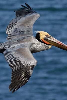 Bayahibe: Whale-Watching Cruise & Cayo Levantado Day Trip