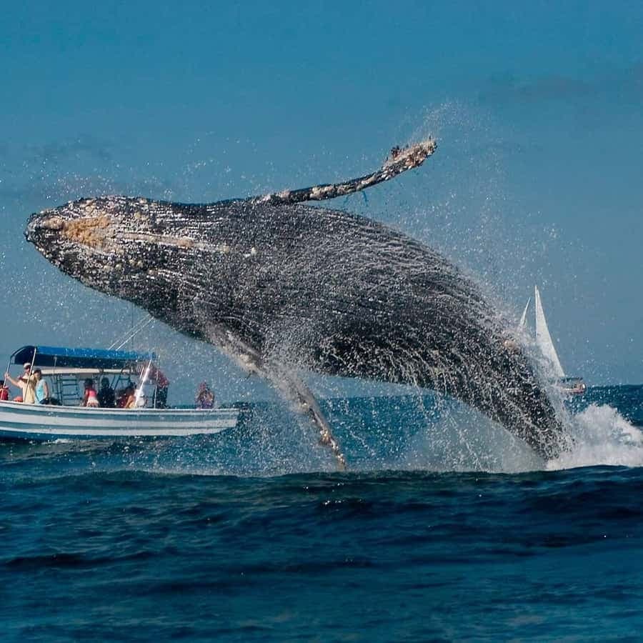 Punta Cana: Whale Watching and Bacardi Island Day Trip