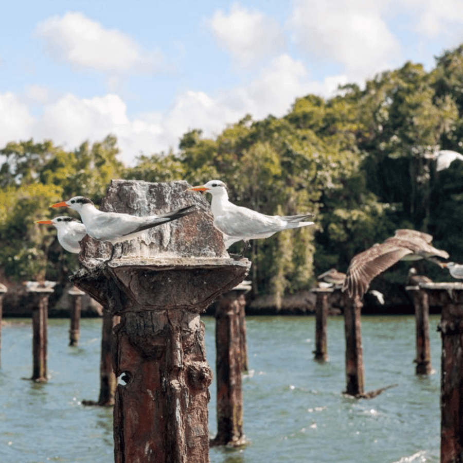 4in1: Los Haitises+ Kayaking+ Natural Pools+ Montana Redonda