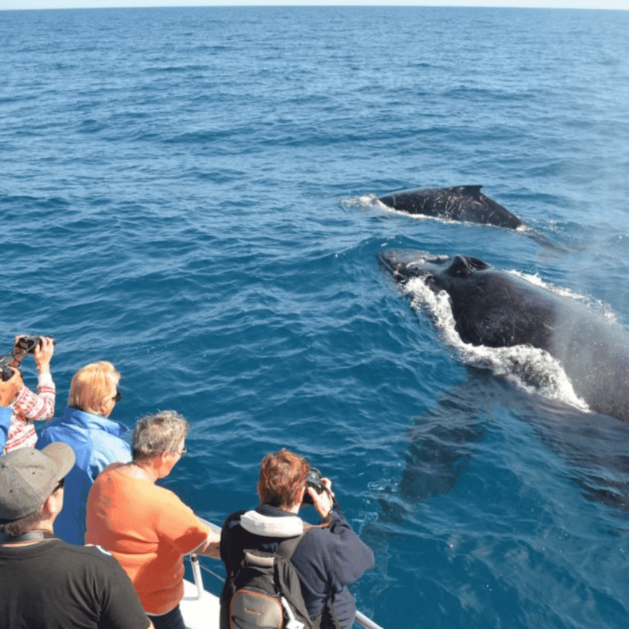 Private Whale Watching + Cayo Levantado (Small Boat Experience)