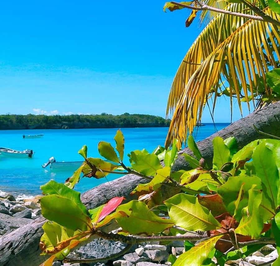 Punta Cana or La Romana: Catalina Island Tour and Snorkeling