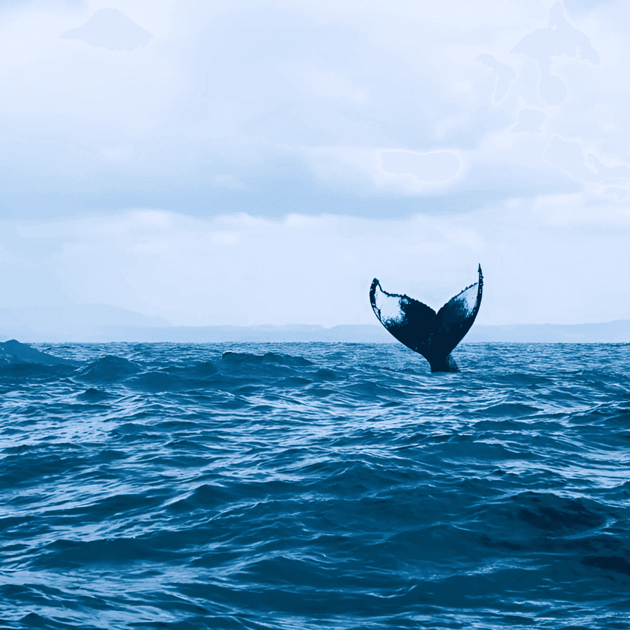 Punta Cana: Whale Watching and Bacardi Island Day Trip