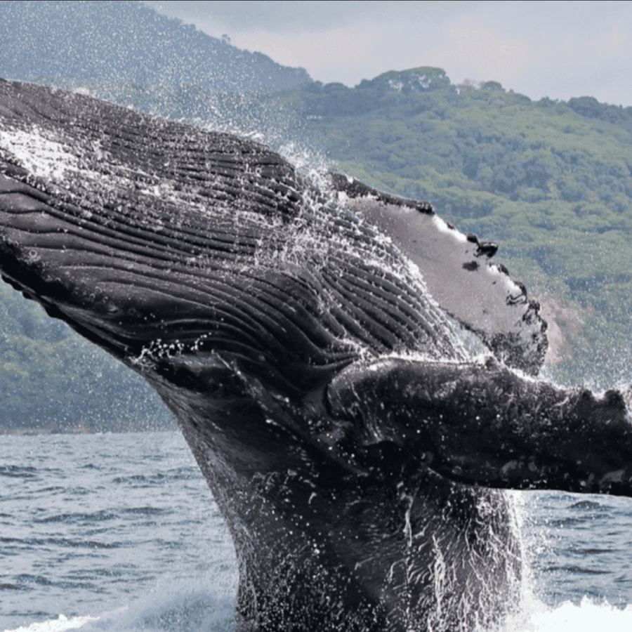 Private Whale Watching Catamaran Samaná | Cayo Levantado Island Tour - Dominican Republic