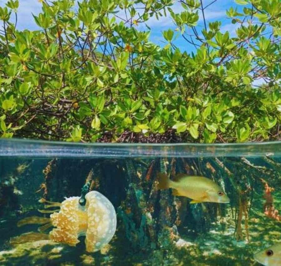 Isla Saona Speedboat Tour - Lunch, Wildlife & Natural Pools