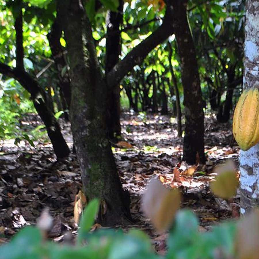 Punta Cana: Higuey Tour Excursion Cultural