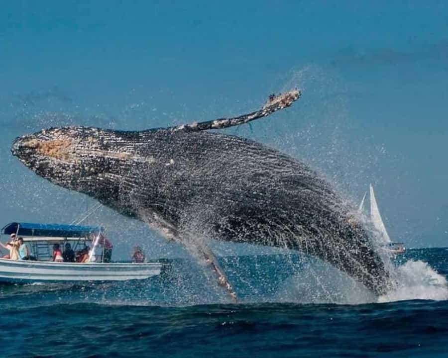 Punta Cana: Samaná Bay Whale Watching & Cayo Levantado