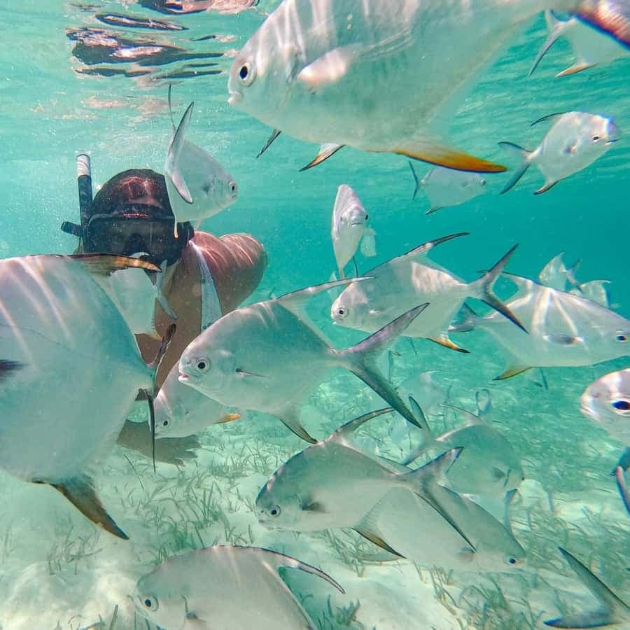 Punta Cana Coral Reef Restoration & Snorkelling Experience