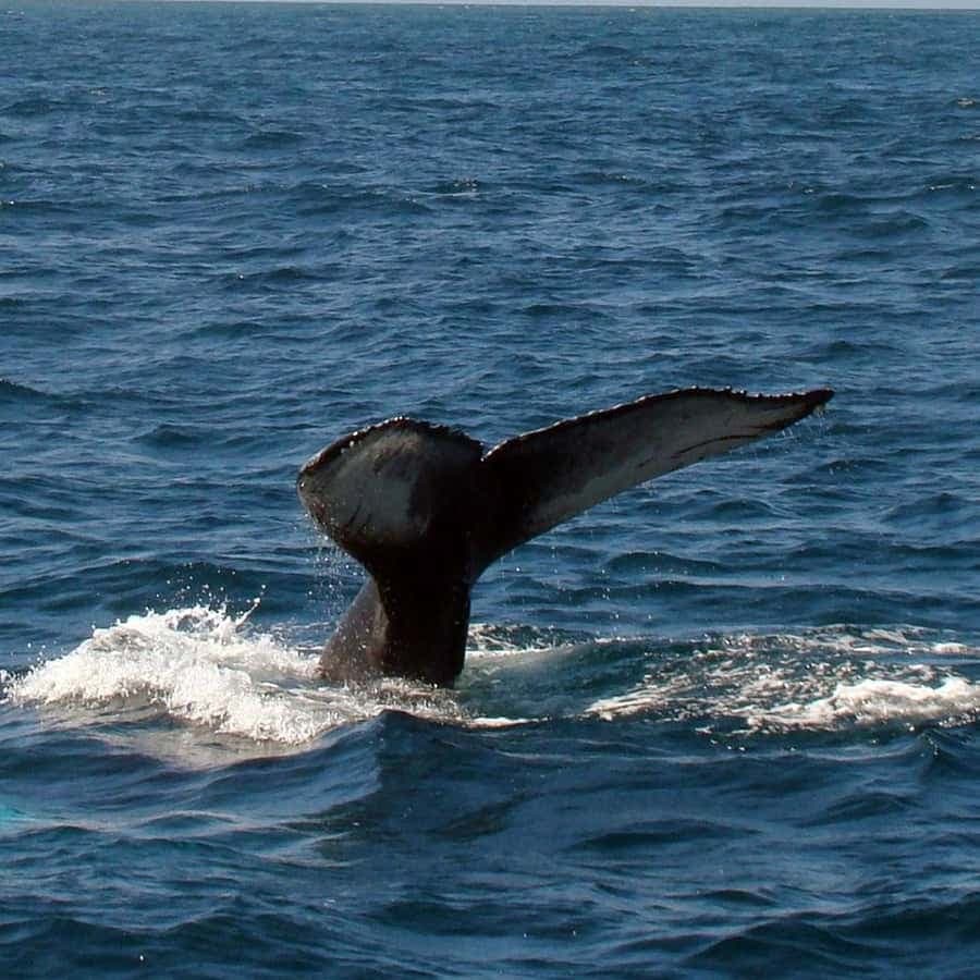 From Bayahibe: Samanà Whale Watching and Bacardi Island Tour