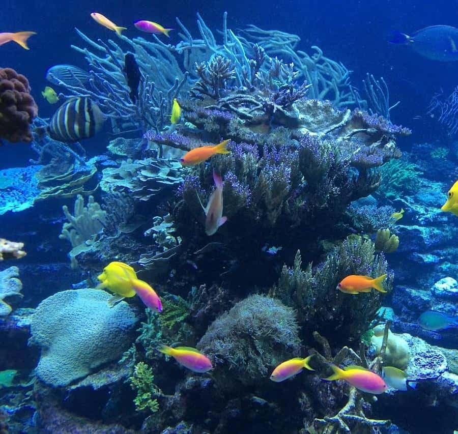 Punta Cana or La Romana: Catalina Island Tour and Snorkeling
