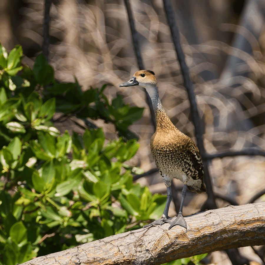 La Romana: Bird Watching From Casa de Campo