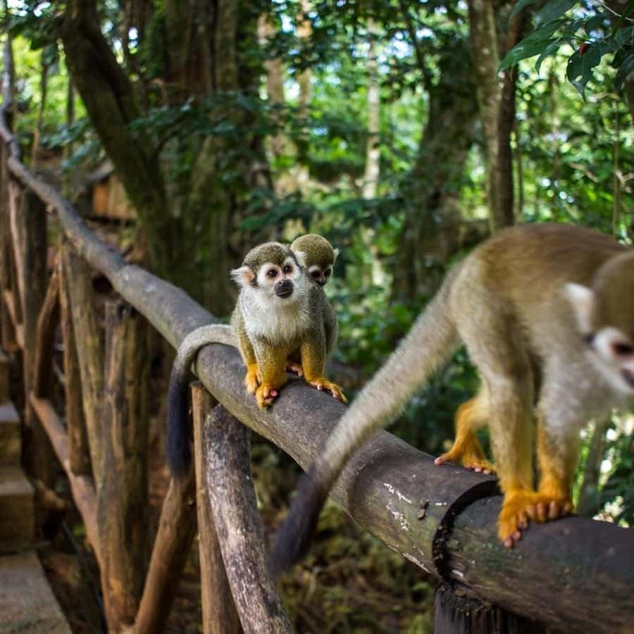 Monkey Encounter + ATV Riding Adventure – Puerto Plata - Dominican Republic