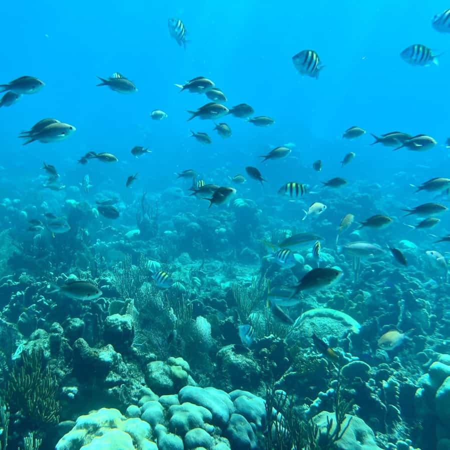 From Punta Cana: Small Group Catalina Island Snorkeling Tour