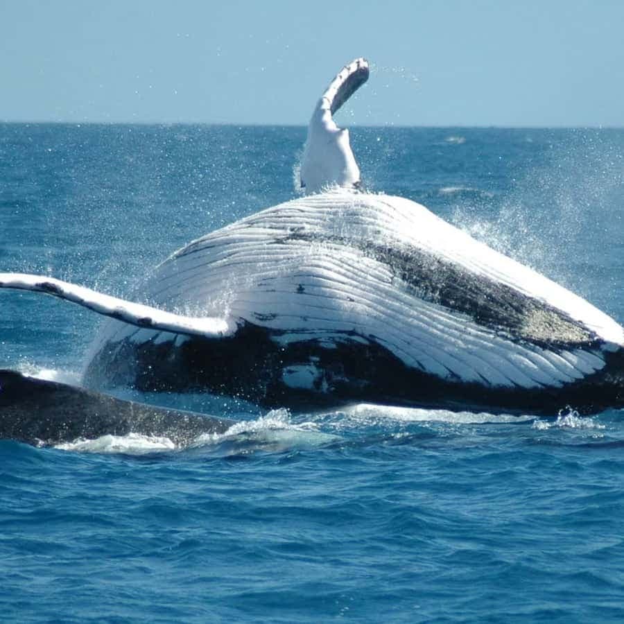 From Punta Cana: Sanctuary Whale Watching Day Trip