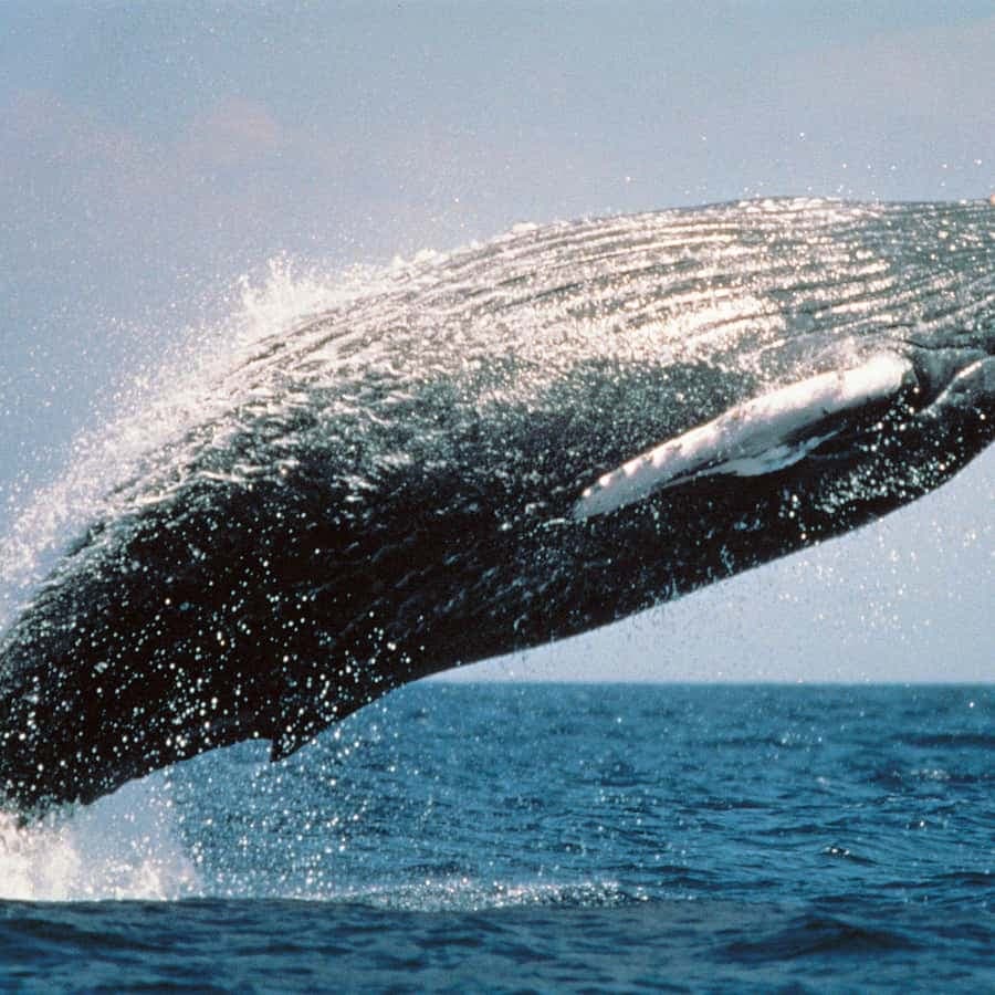 From Punta Cana: Sanctuary Whale Watching Day Trip