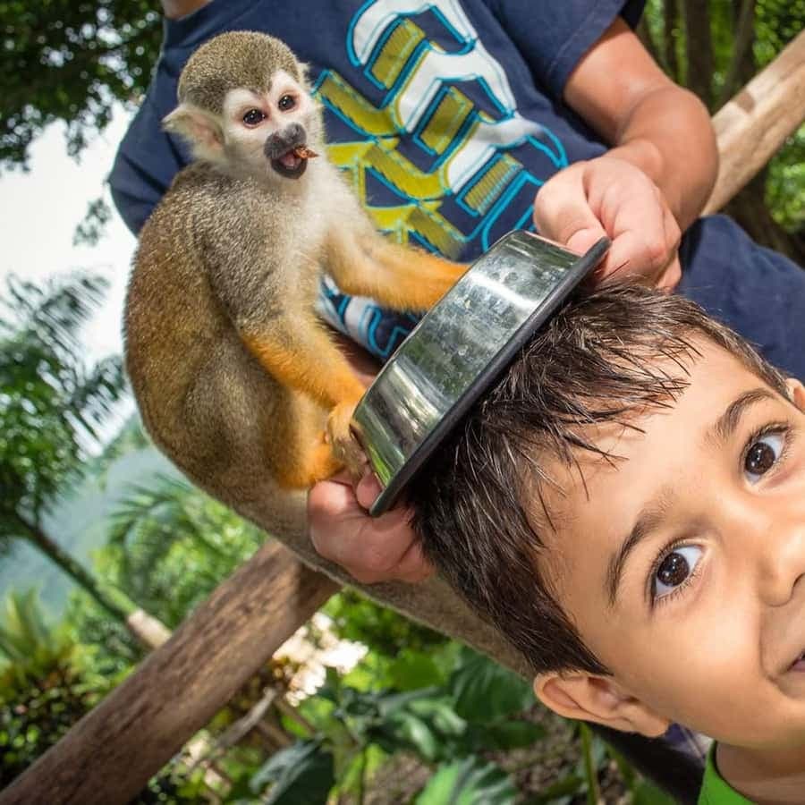Monkeyland Punta Cana Natural Jungle and Guided Safari Tour