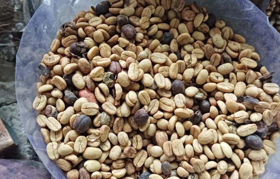 Higuey discovery, coffee and cocoa tasting from punta cana