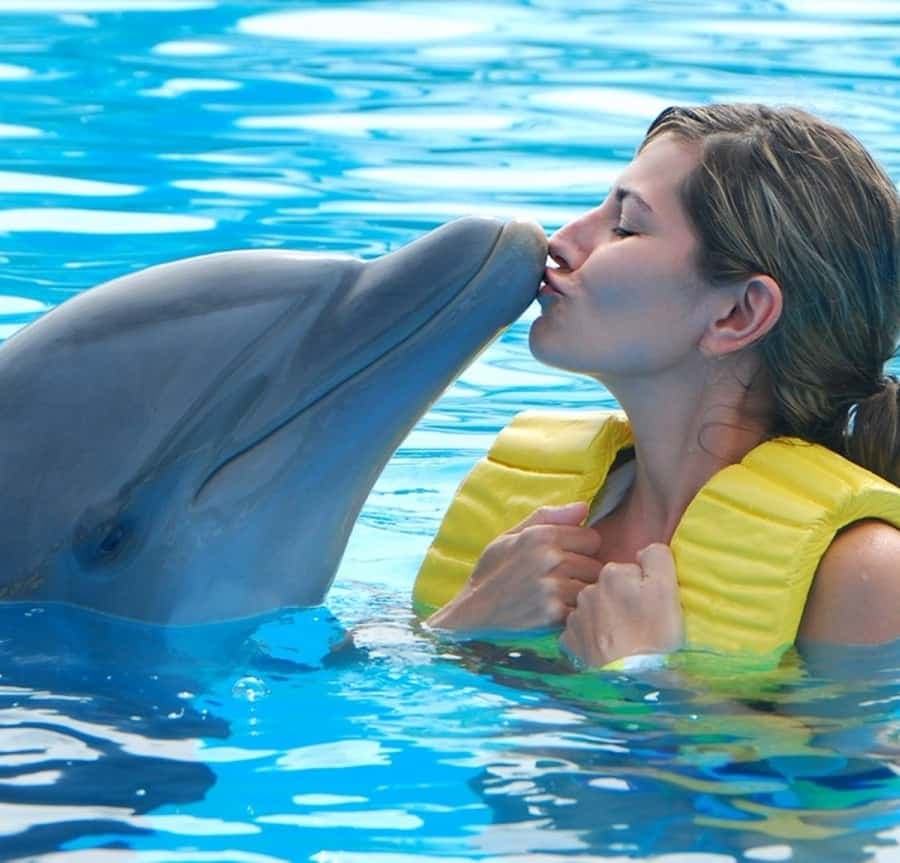 Punta Cana: Swim or Interact with Dolphins in the Sea