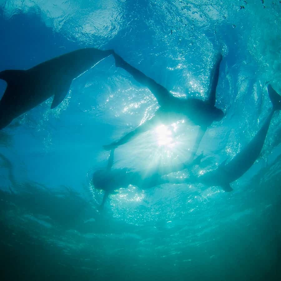 Punta Cana: Dolphin Explorer Swims and Interactions